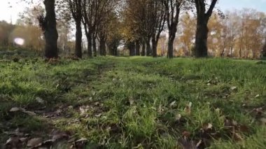 Güneşli bir günde boş sonbahar şehir parkında hareket eden bir kamera. Uzun sokak parlak sonbahar yapraklarıyla kaplı. Arka planda güneş ışığı olan güzel sonbahar manzarası. POV