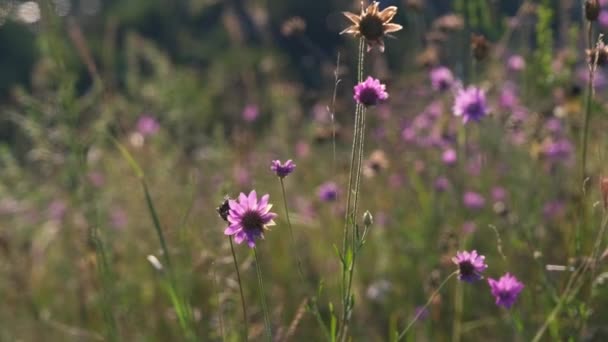 Grüne Wiese Den Bergen Mit Blumen Und Sommergräsern Gemischte Wildblumen — Stockvideo