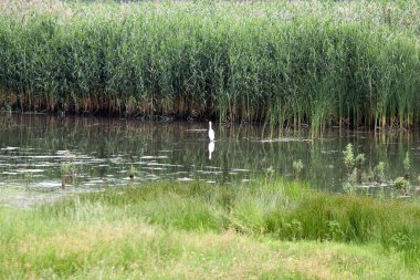 Sazlıkların arasında beyaz bir balıkçıl duruyor..