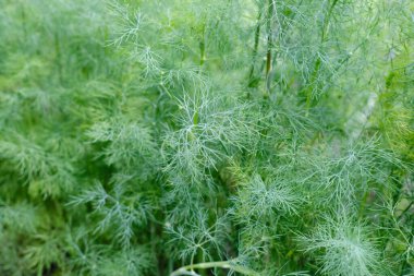 Çiftçinin bahçesindeki iyi yeşil organik dereotu. Açık arazide taze dereotları yetişiyor..