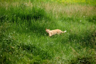 Komik kedi yeşil çimlerde yürüyor
