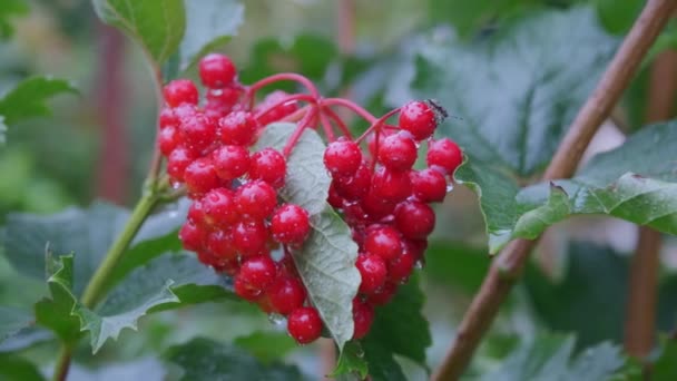 Červená Viburnum Větev Zahradě Viburnum Bobule Kapkami Deště — Stock video