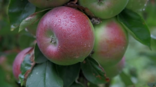 Manzanas Rojas Frescas Huerto Orgánico Después Lluvia Llueve Gotea Sobre — Vídeos de Stock