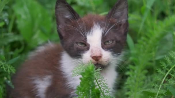 Liten Kattunge Sitter Och Gömmer Sig Den Gröna Gräset — Stockvideo