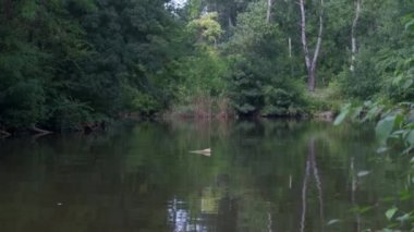 Gölet çimenler ve ağaçlar karşı şehir binaların arasında yeşil su ile.
