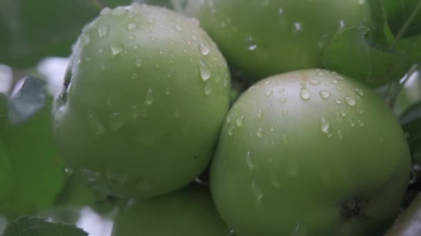 Alma Zöld Almákkal Közelkép Napfényben Eső Után Csepp Szélben Zöld — Stock videók