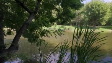 Gölet çimenler ve ağaçlar karşı şehir binaların arasında yeşil su ile.