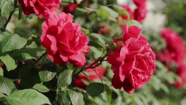 Rózsaszín Rózsa Virágzik Rózsabokor Nyári Kertjében Közelkép Egy Rózsa Virág — Stock videók