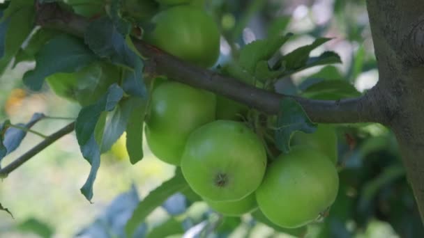 Ağaçta Büyüyen Elmalar — Stok video
