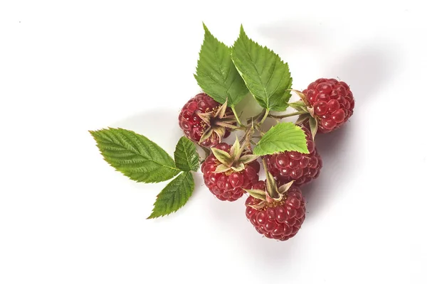 Raspberry Leaf White Background — Stock Photo, Image