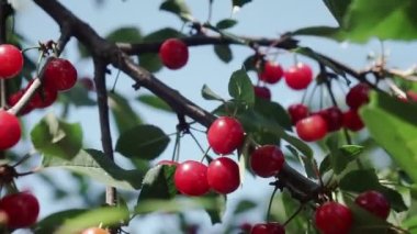 Rüzgarda bir çift lezzetli meyveli kırmızı ekşi kiraz ağacı dalı. Yakın plan kiraz ağacı dalları ve meyveler