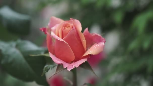 Una Rosa Fiorisce Giardino Estivo Una Rosa Bush Primo Piano — Video Stock