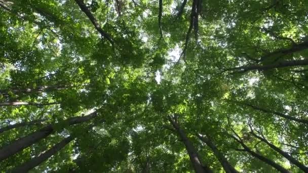 Długie Drzewa Lesie Małym Widokiem Kąta — Wideo stockowe