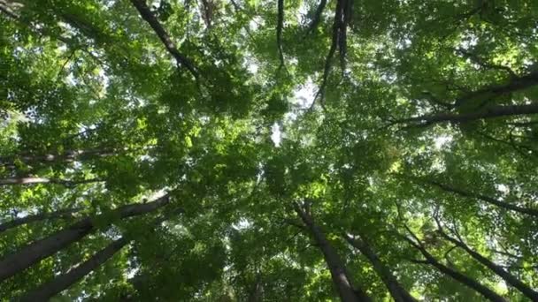 Alberi Lunghi Una Foresta Vista Angolo Basso — Video Stock