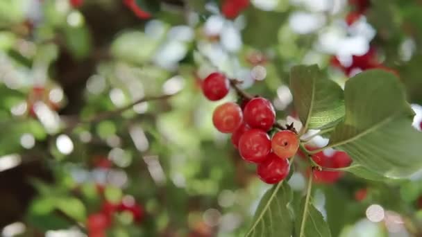 Röd Surkörsbärsträd Gren Med Par Välsmakande Frukt Vinden Närbild Körsbärsträd — Stockvideo