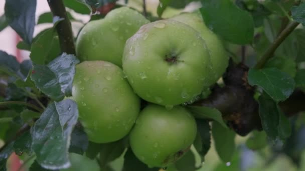 Apfelbaum Mit Grünen Äpfeln Nahaufnahme Sonnenlicht Nachdem Regen Den Wind — Stockvideo
