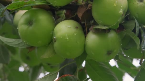 Alma Zöld Almákkal Közelkép Napfényben Eső Után Csepp Szélben Zöld — Stock videók