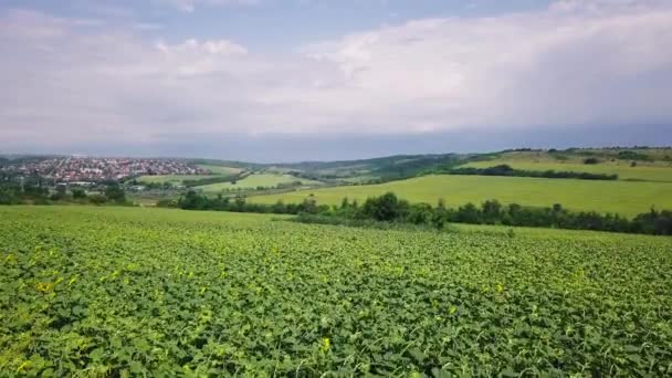 Vuelo Drones Sobre Campo Girasol Cerca Ciudad — Vídeo de stock