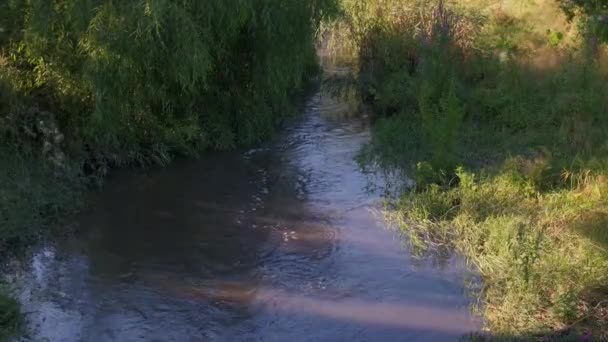 Río Pequeño Pequeño Arroyo Bosque — Vídeo de stock