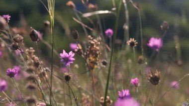 Dağlarda çiçekler ve yaz otlarıyla yeşil çayır. Gün batımında kır çiçekleri. UHD 4K