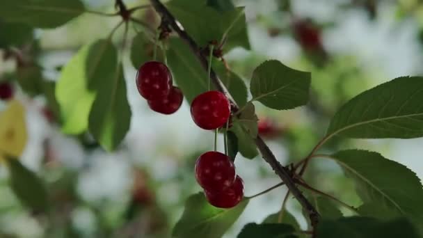 Rama Cerezo Agrio Rojo Con Par Sabrosas Frutas Viento Primer — Vídeo de stock