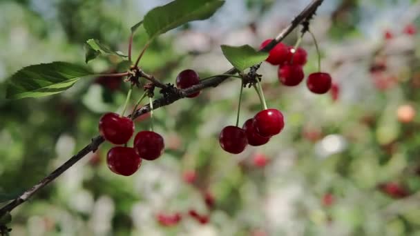 Ramo Ciliegio Aspro Rosso Con Coppia Frutto Saporito Vento Primo — Video Stock