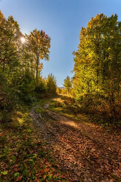 Autumn Forest Vivid October Day Colorful Forest — Stock Photo, Image