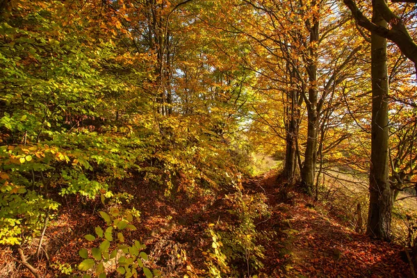 Autumn Forest Vivid October Day Colorful Forest — Stock Photo, Image