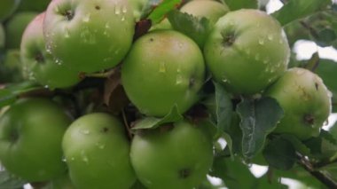 Rüzgarda yağmur düştükten sonra yeşil elmalı elma. Yeşil elmalar bir dalda yetişir..