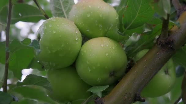 Alma fa zöld almákkal közelkép napfényben eső után csepp a szélben. Zöld alma nő egy ágon. — Stock videók