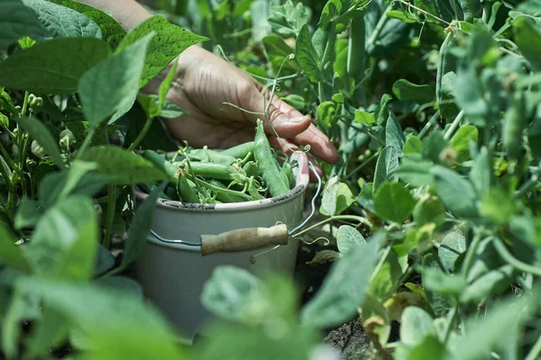 Mujer agricultora recoge guisantes maduros en el jardín — Foto de Stock