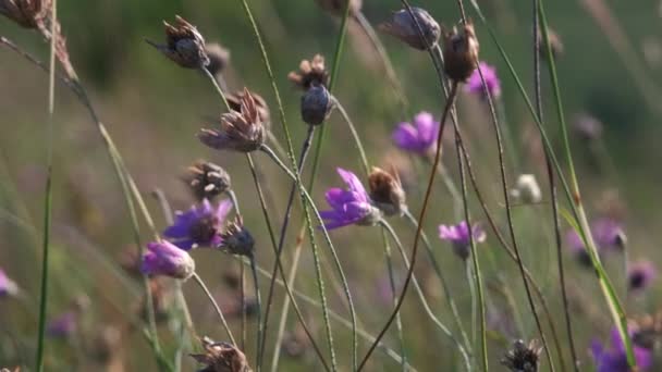 Pradera Verde Las Montañas Con Flores Hierbas Verano Flores Silvestres — Vídeos de Stock