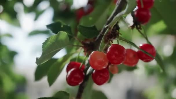 Röd Surkörsbärsträd Gren Med Par Välsmakande Frukt Vinden Närbild Körsbärsträd — Stockvideo