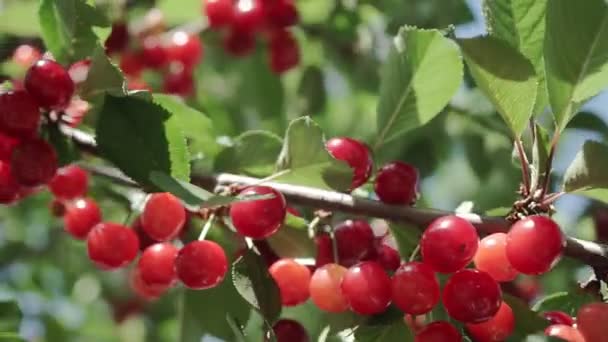 Röd Surkörsbärsträd Gren Med Par Välsmakande Frukt Vinden Närbild Körsbärsträd — Stockvideo