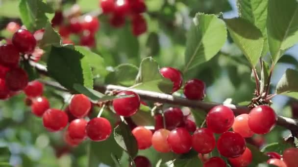 Rama Cerezo Agrio Rojo Con Par Sabrosas Frutas Viento Primer — Vídeos de Stock