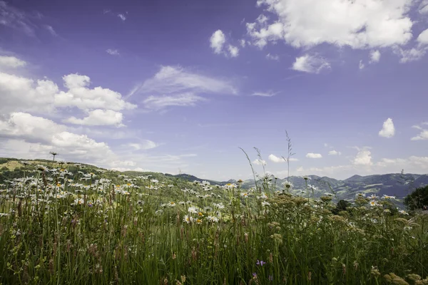 Summer in mountains — Stock Photo, Image