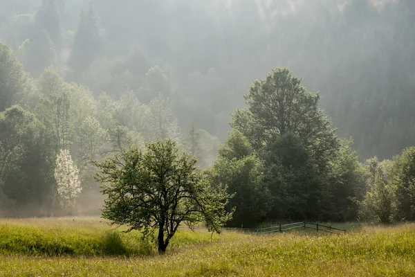 Ліс в туман — стокове фото