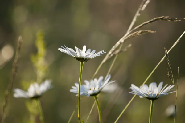 Papatya çayı — Stok fotoğraf