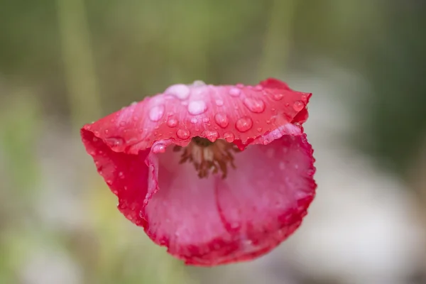 Papaver — Stockfoto