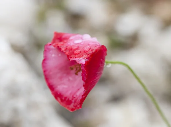 Poppy — Stock Photo, Image