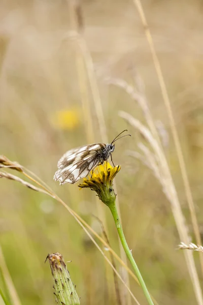 Butterfly — Stock Photo, Image