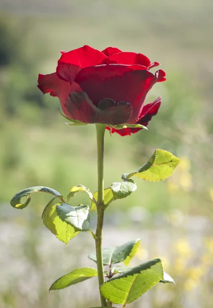 Gül — Stok fotoğraf