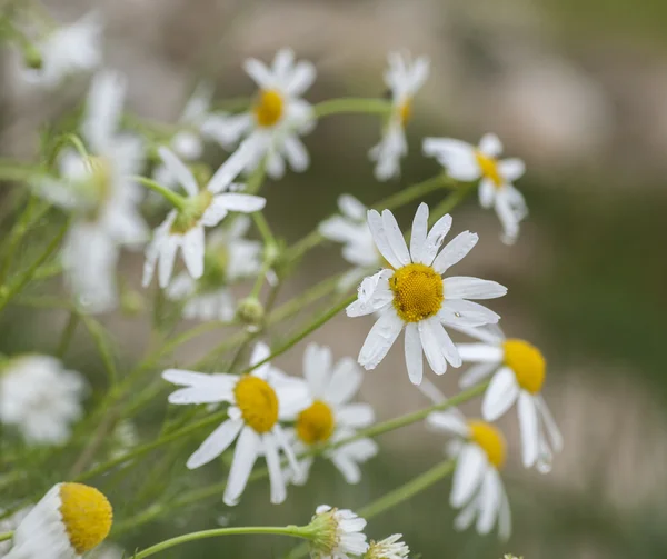 Kamomill — Stockfoto