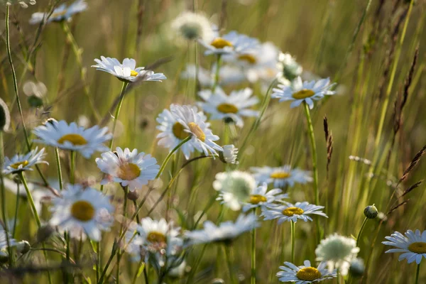 Kamille — Stockfoto