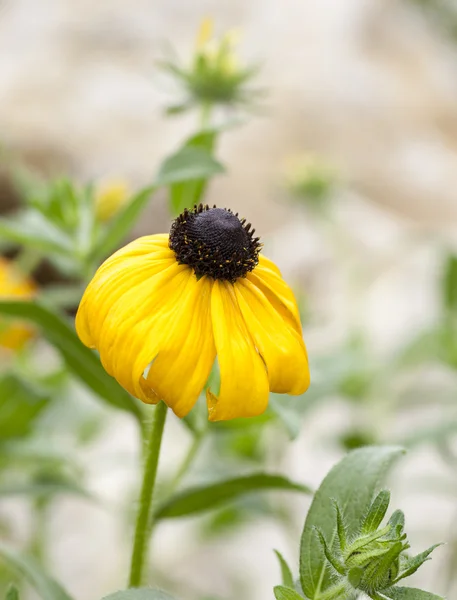 Rudbeckia Hirta — стокове фото