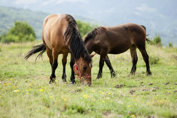 Atlar — Stok fotoğraf