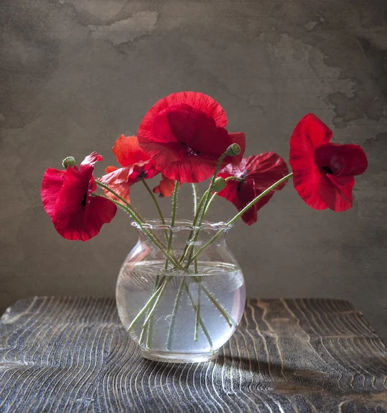 Poppy — Stock Photo, Image