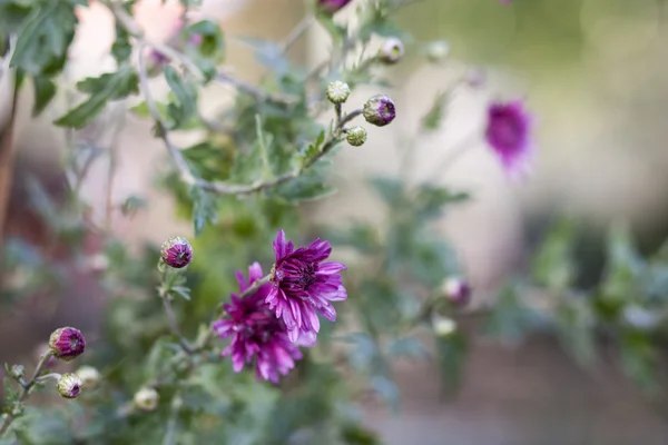 Asters — Stock Photo, Image