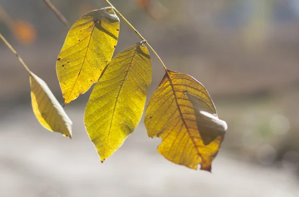 Blad — Stockfoto