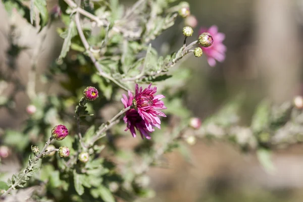 Asters — Stockfoto